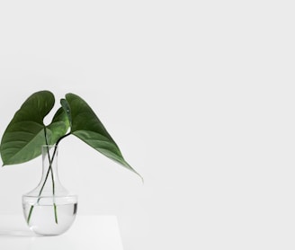 green leafed plant on clear glass vase filled with water