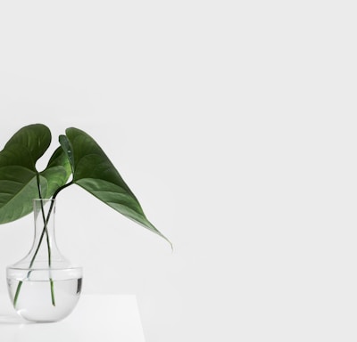 green leafed plant on clear glass vase filled with water