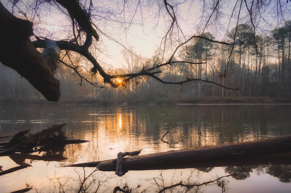 The image captures a serene riverside scene with branches stretching across the top of the frame. The setting sun casts a warm glow, reflecting off the calm water and creating a mirrored effect of the trees and sky. Tall trees line the opposite bank, and a few logs and branches rest in the water, adding to the tranquil atmosphere.