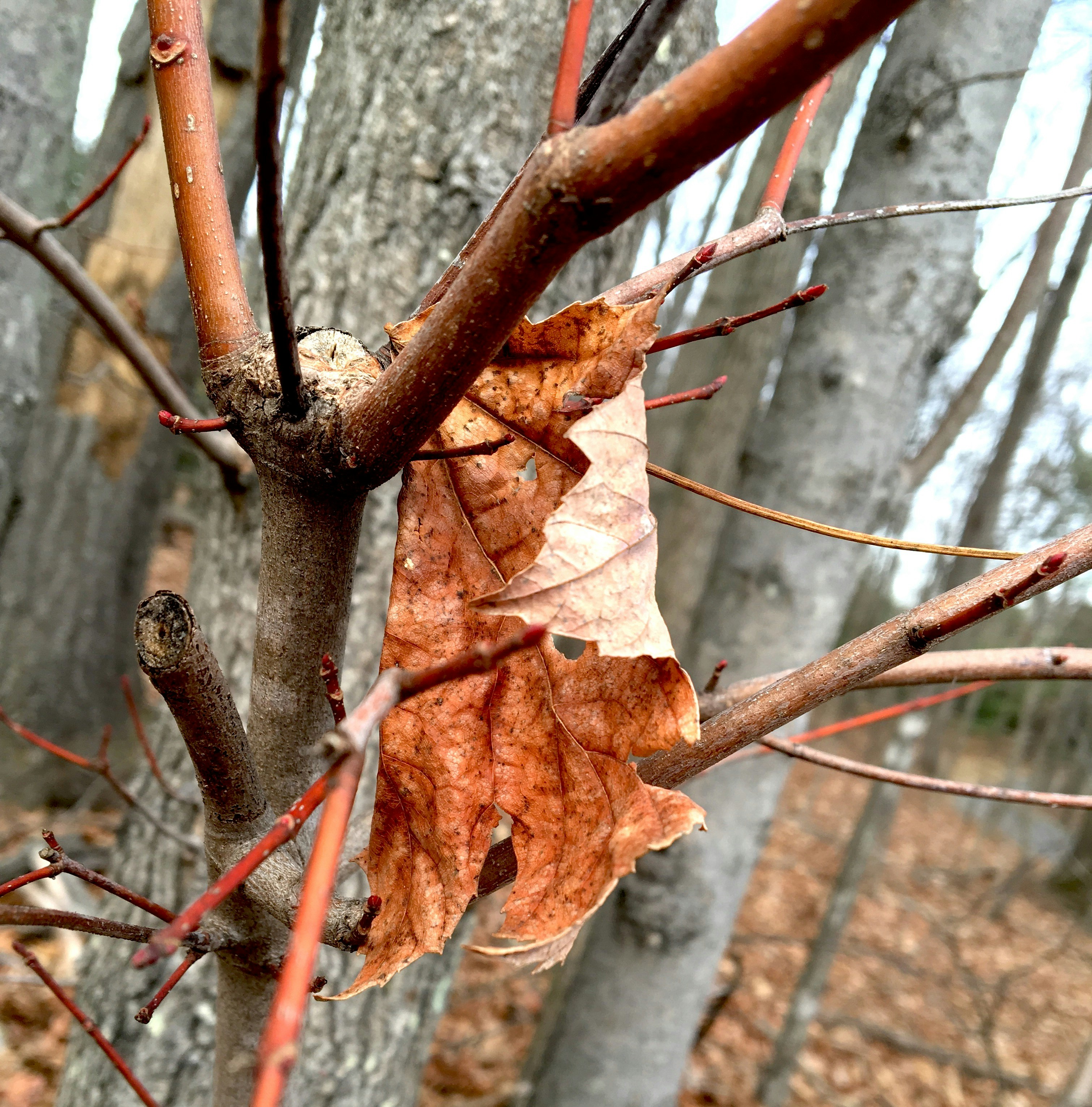 Free Unsplash photo from dsa adssd