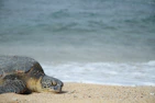 A peaceful scene of a turtle laying eggs in a quiet garden, symbolizing patience and signs from the universe.