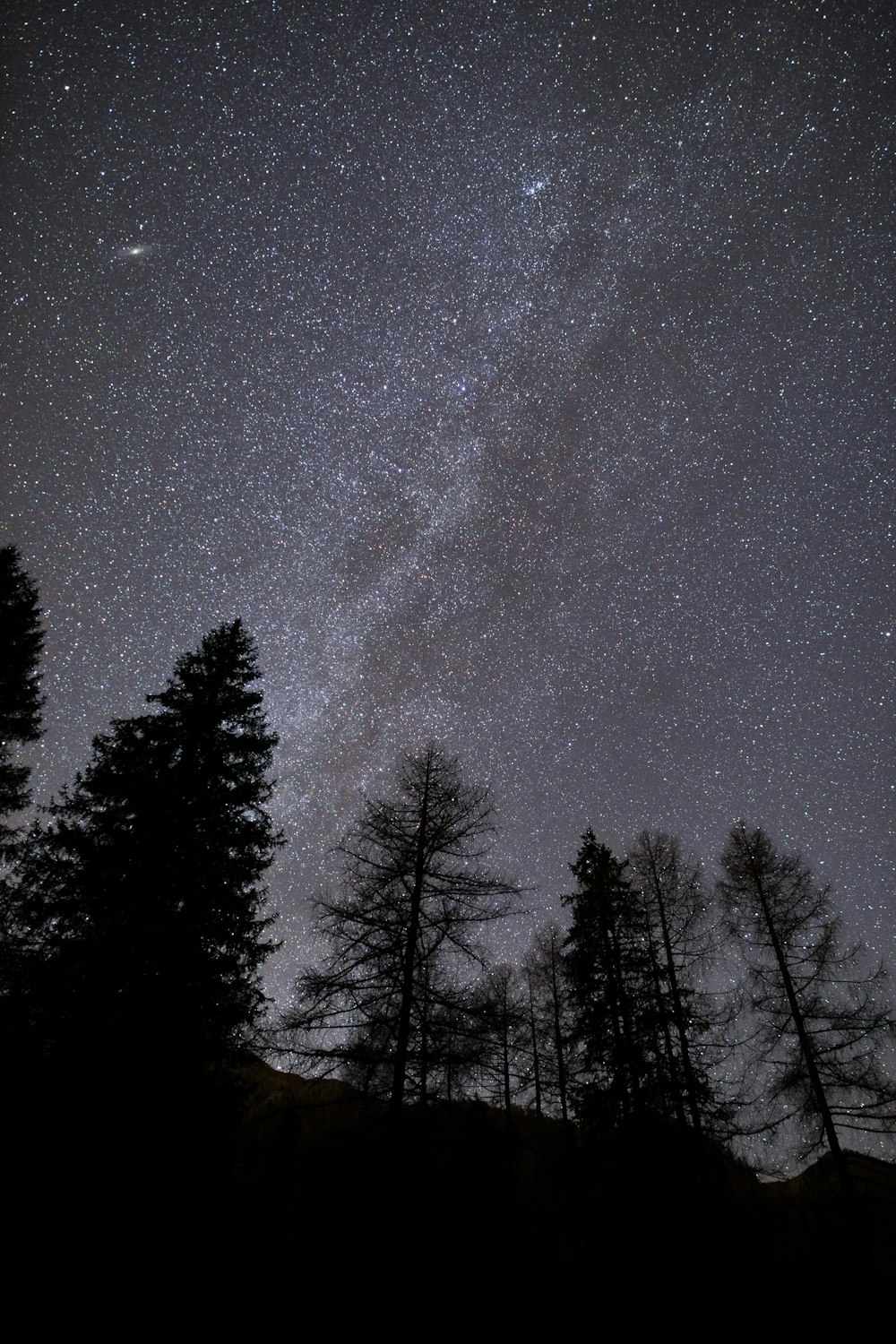 Silueta de árboles durante la noche