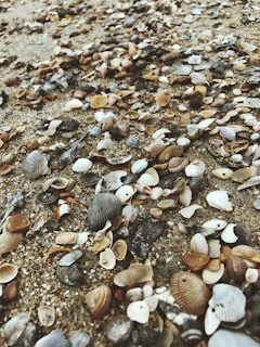 A collection of seashells scattered on the shoreline.