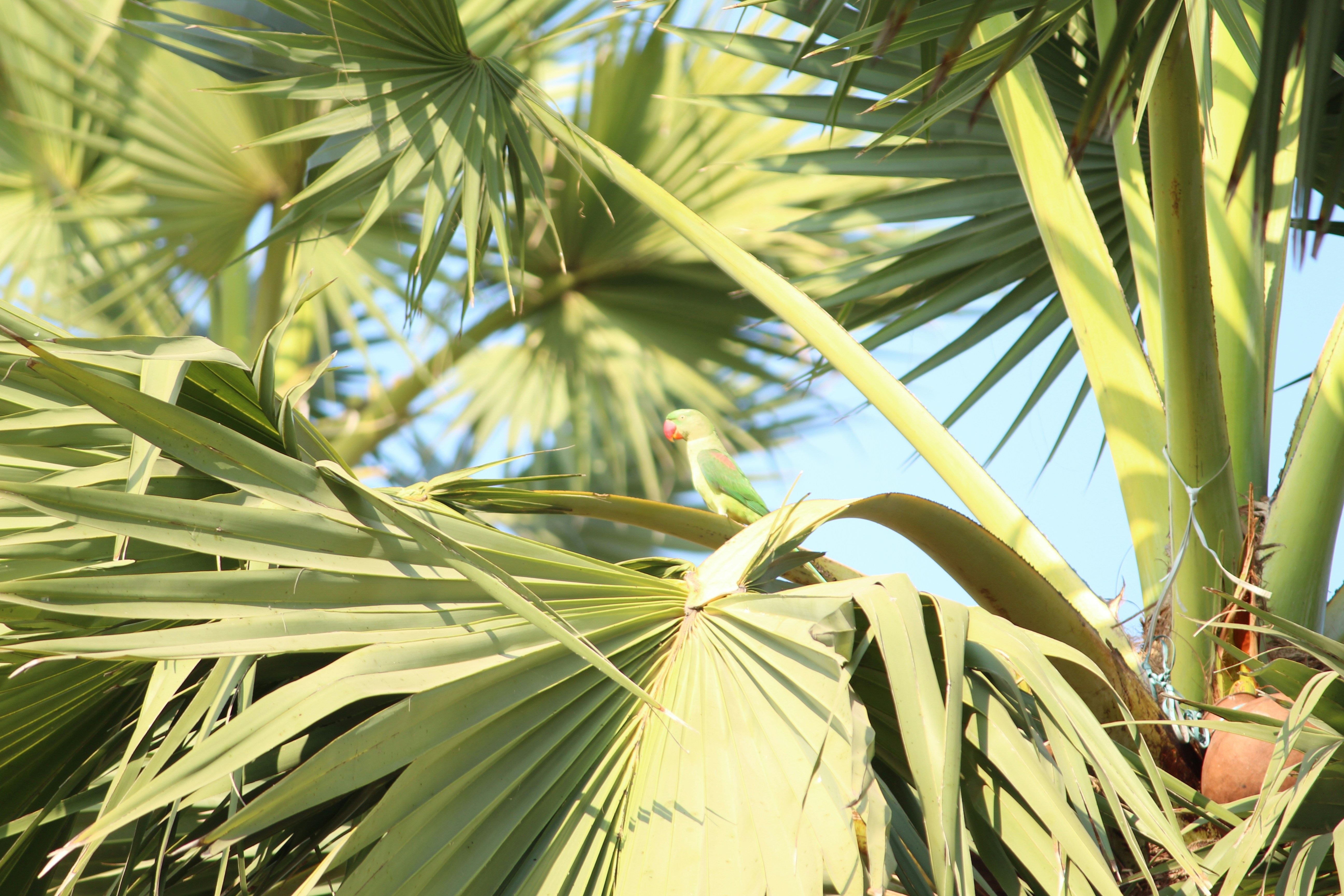 Free Unsplash photo from Shashi Kotte