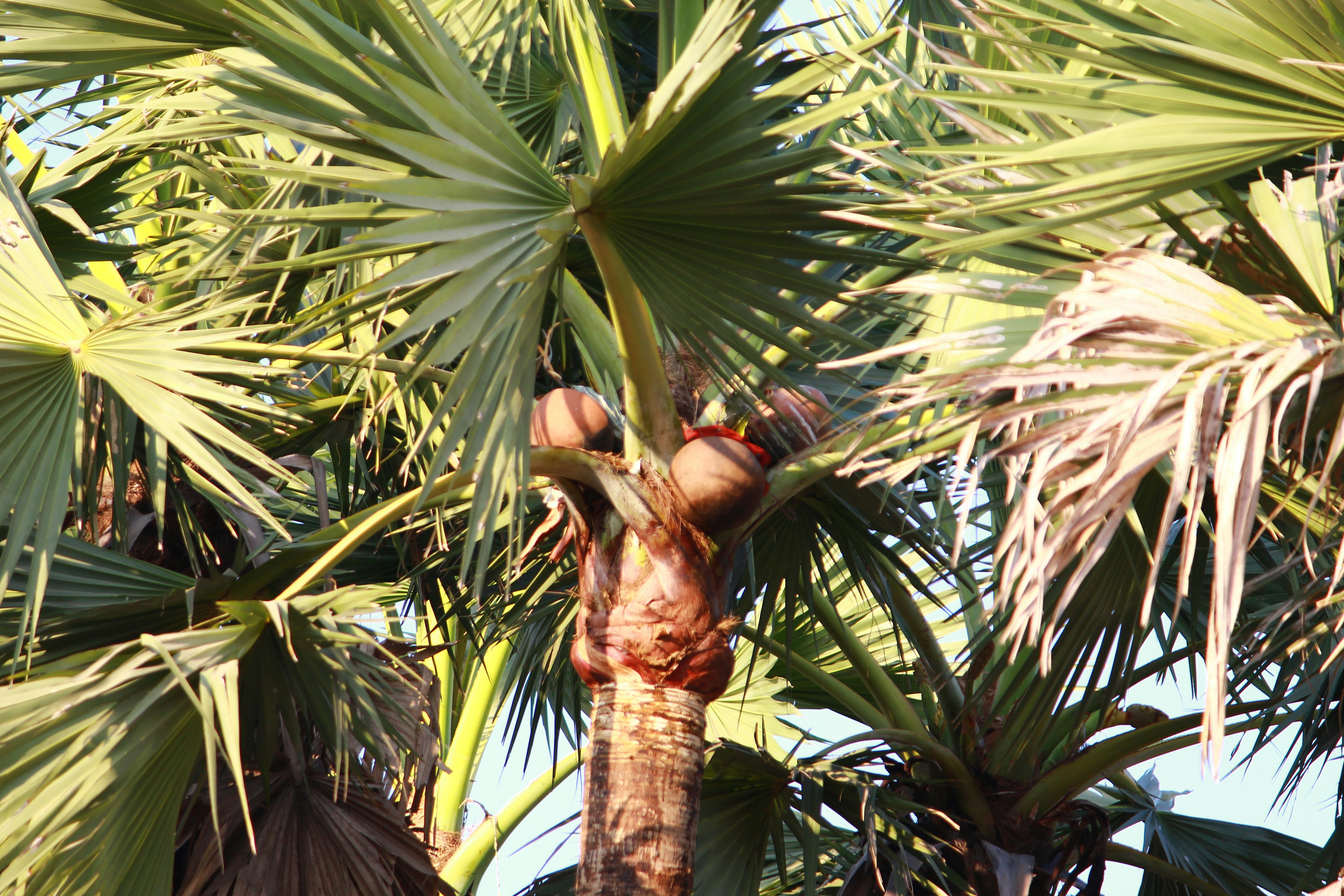 Free Unsplash photo from Shashi Kotte