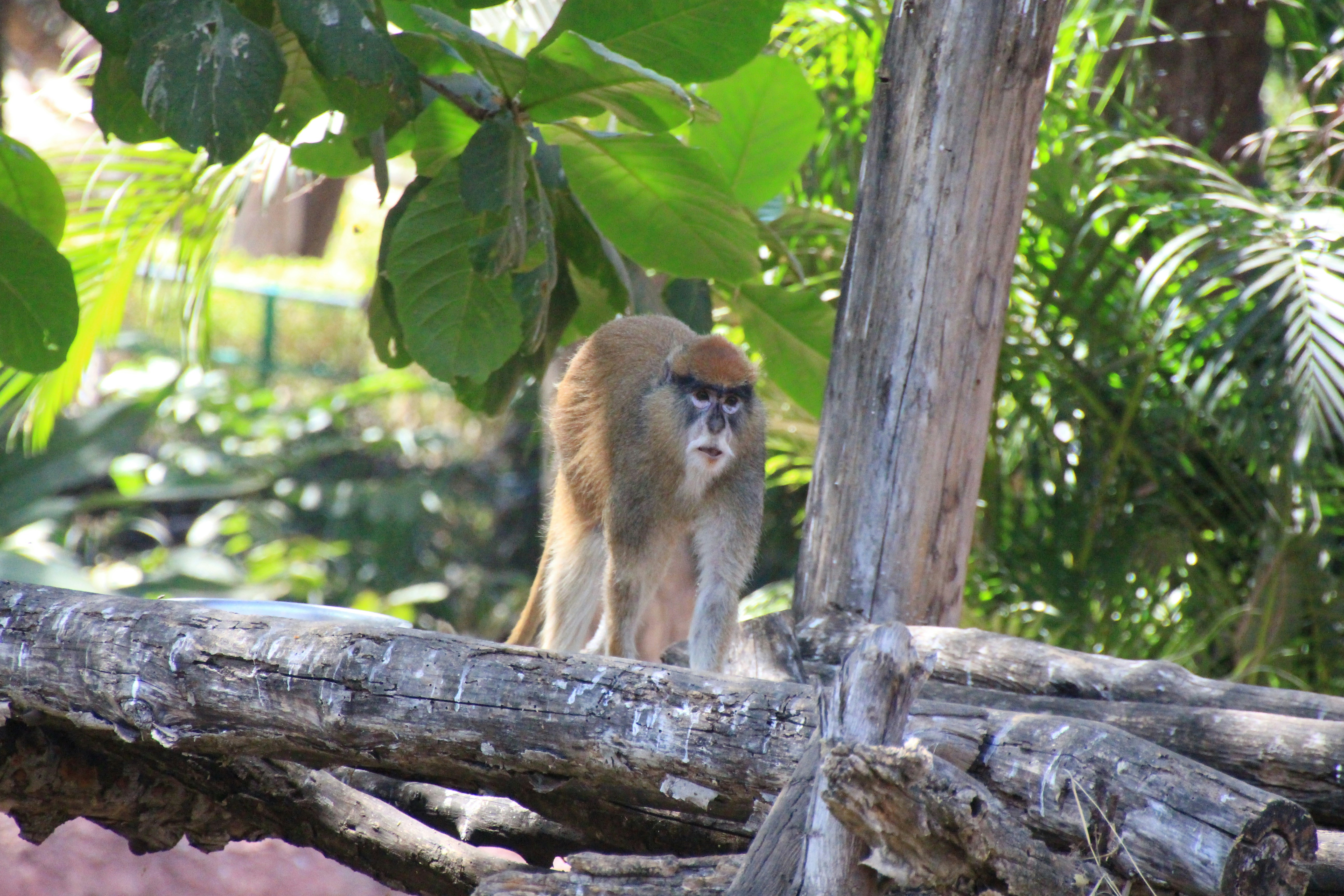 Free Unsplash photo from Shashi Kotte