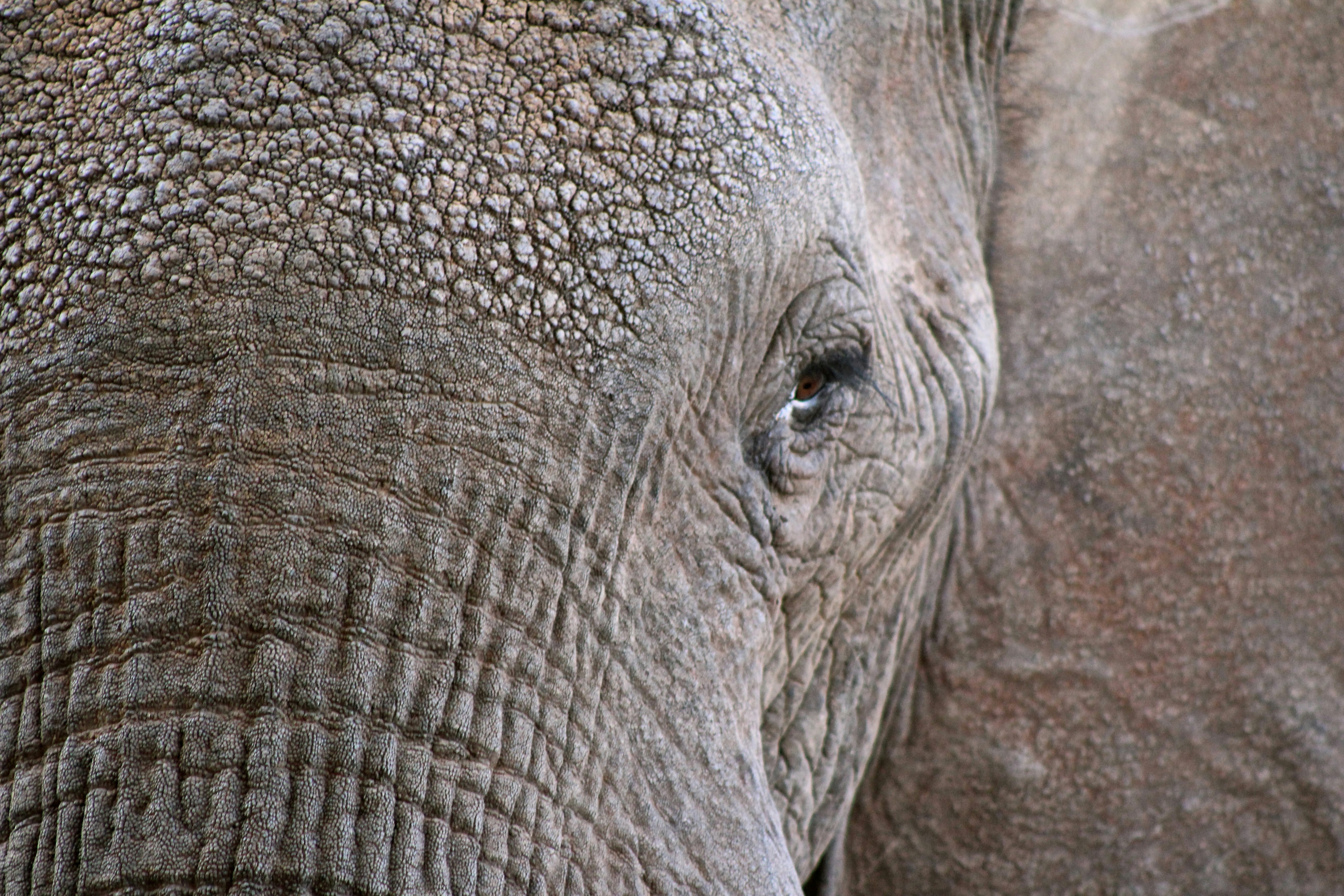 closeup photo of elephant face