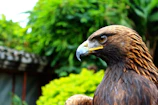 A close-up still from a nature documentary featuring a soaring eagle.