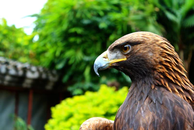 A close-up still from a nature documentary featuring a soaring eagle.