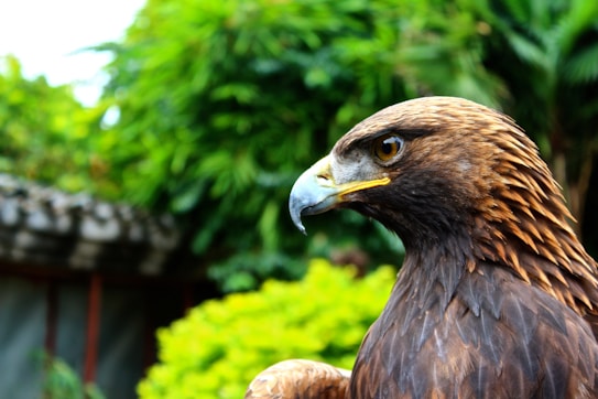 A close-up of a majestic eagle with a sharp gaze, showcasing its detailed feathers in shades of brown and its prominent beak. The background features lush green foliage, adding a natural and serene setting.
