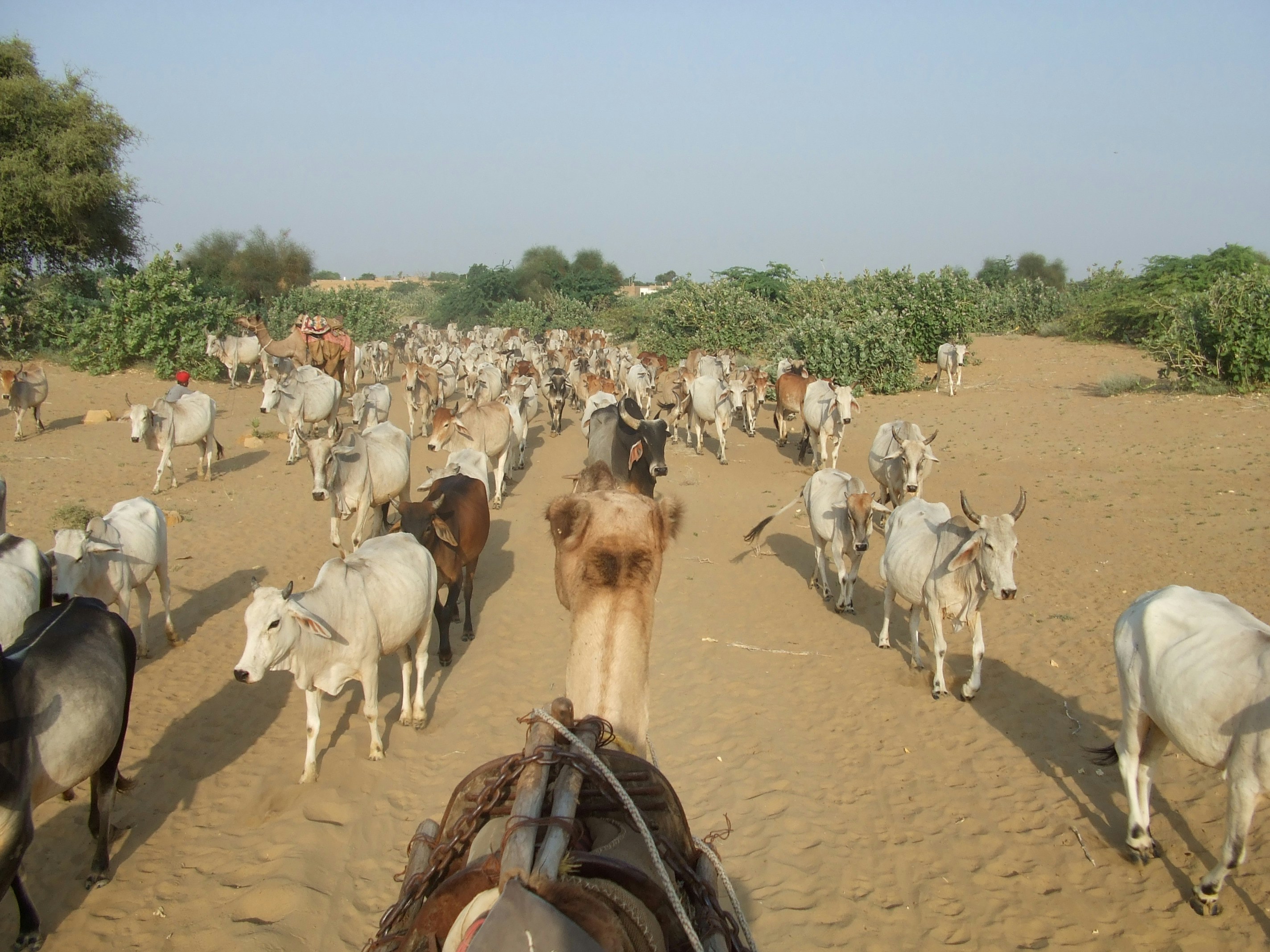 Free Unsplash photo from Jonas Jonas