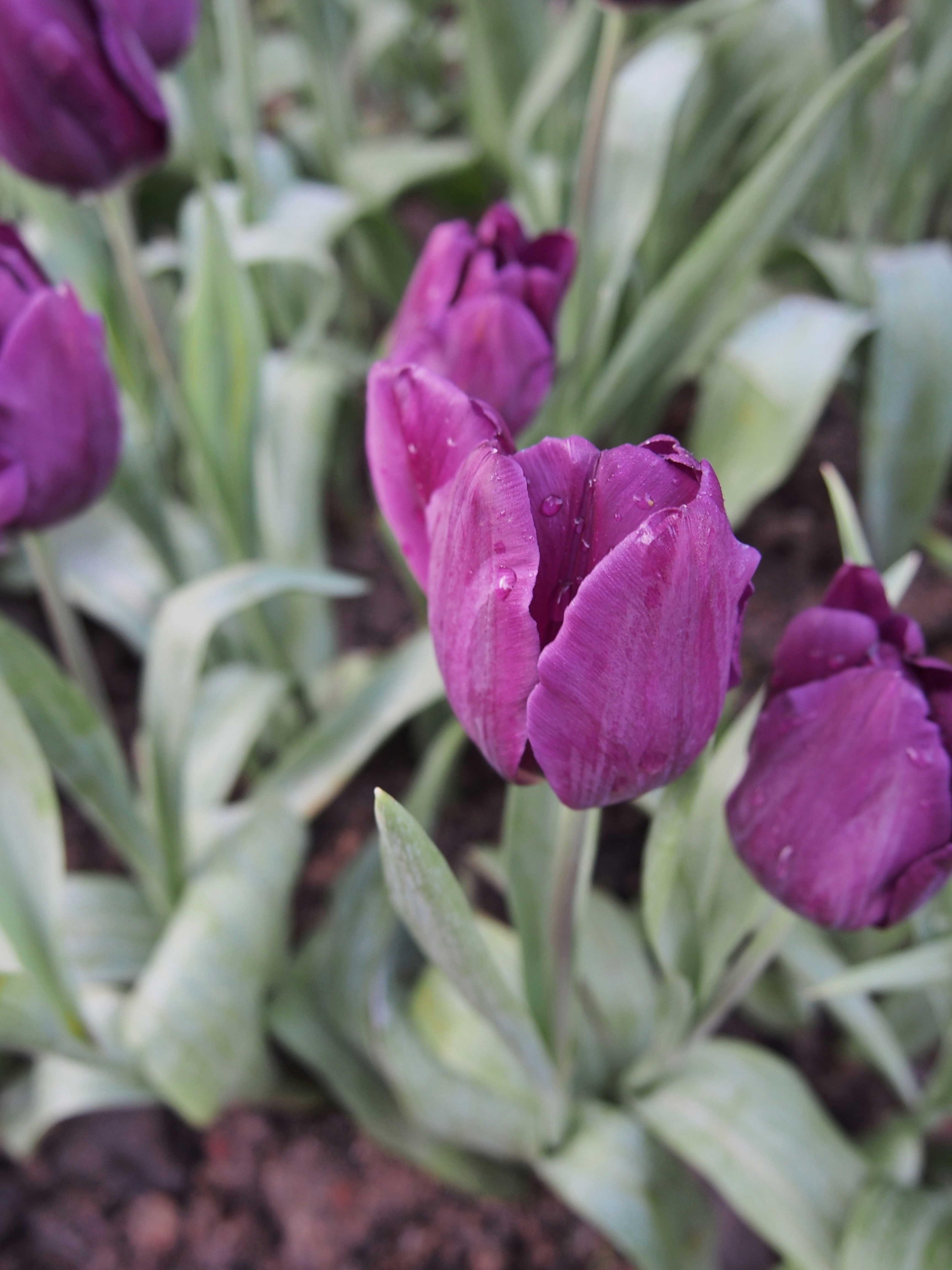 Free Unsplash photo from Jongjit Pramchom