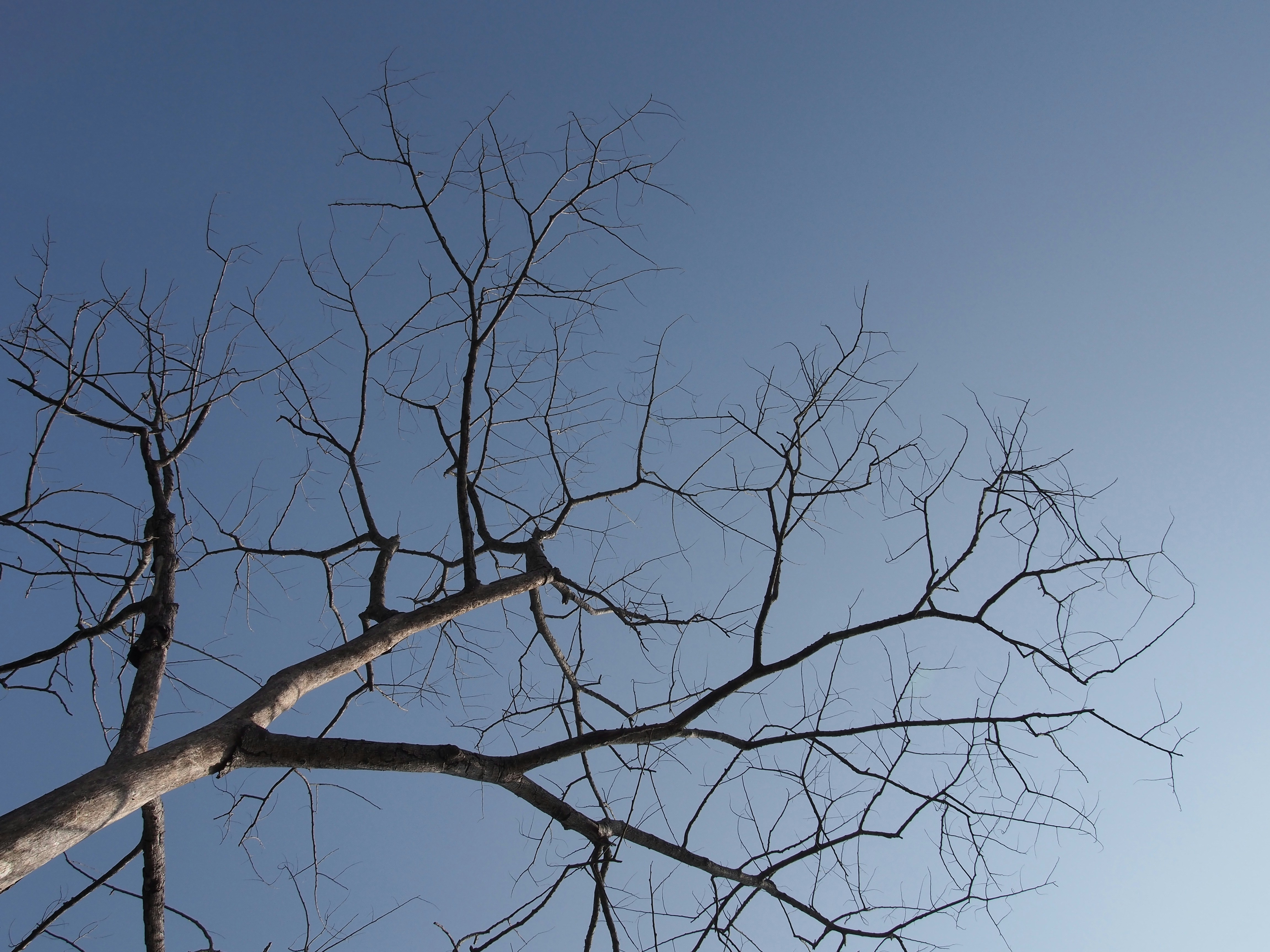 Free Unsplash photo from Jongjit Pramchom