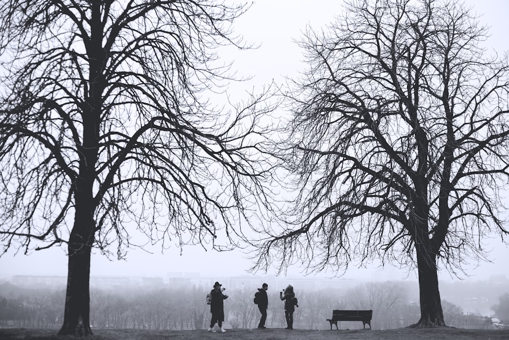 silhouette di tre persone in piedi tra alberi senza foglie durante il giorno