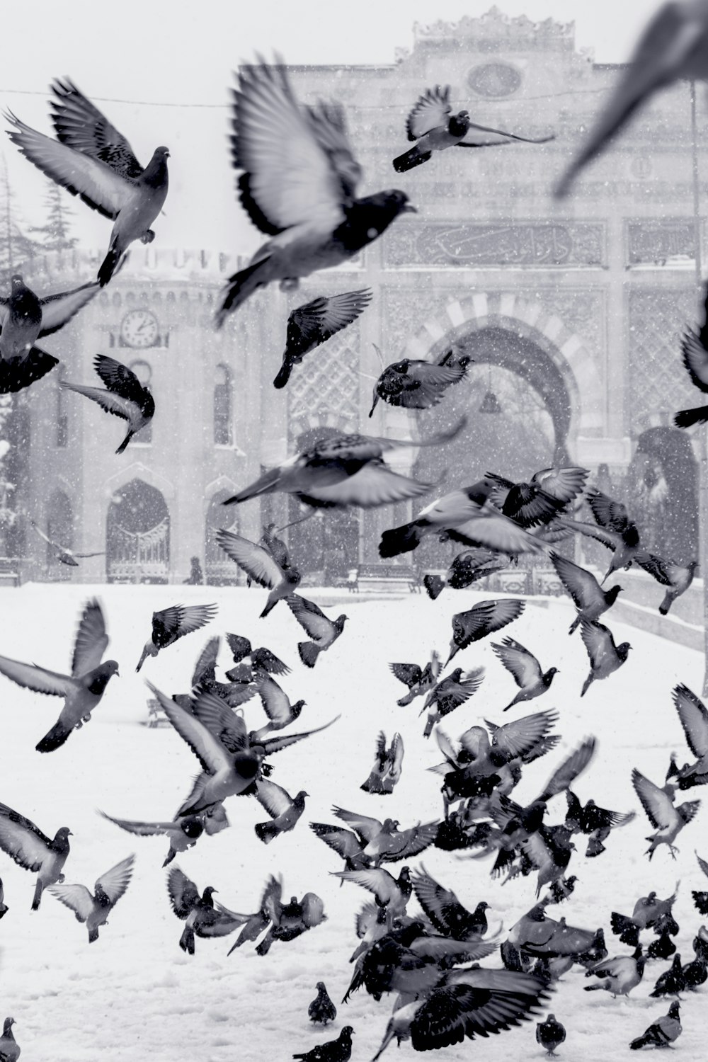 pigeons volant au-dessus d’un champ enneigé
