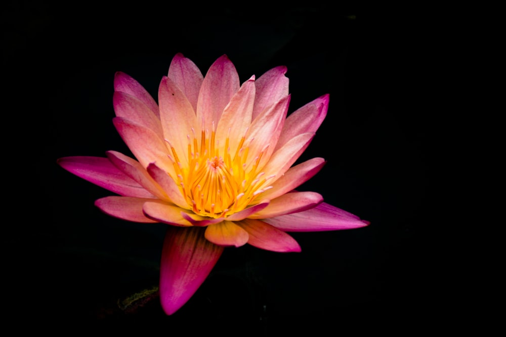 pink-and-white flower