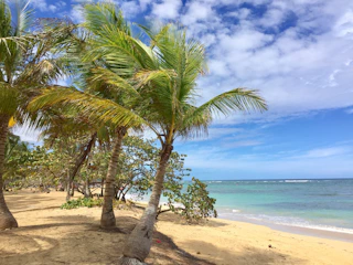 Turquoise Caribbean beach with palm trees swaying gently under a golden sunset.