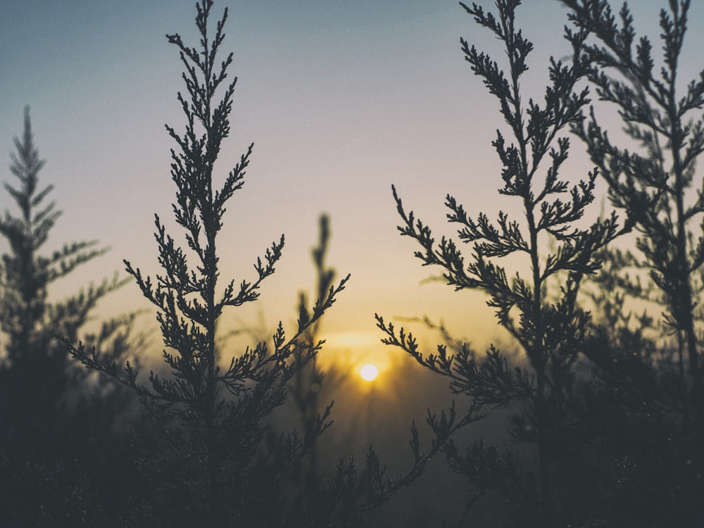 selective focus photography of trees