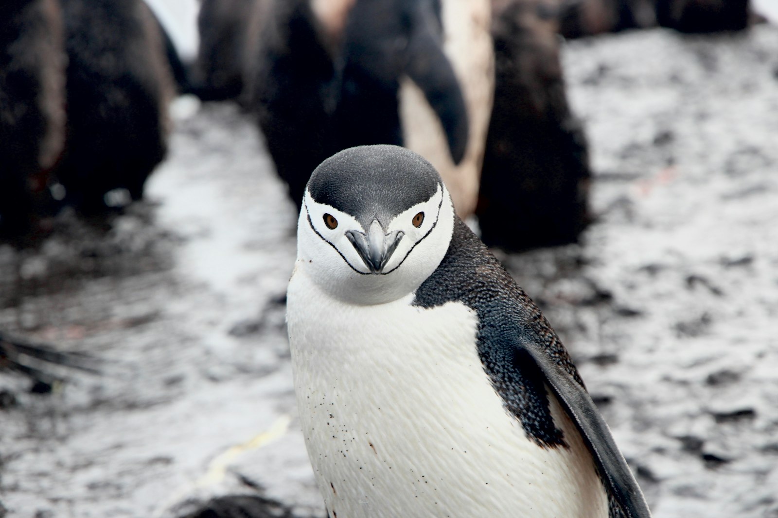 Canon EOS 600D (Rebel EOS T3i / EOS Kiss X5) + Canon EF-S 15-85mm F3.5-5.6 IS USM sample photo. White and black penguin photography