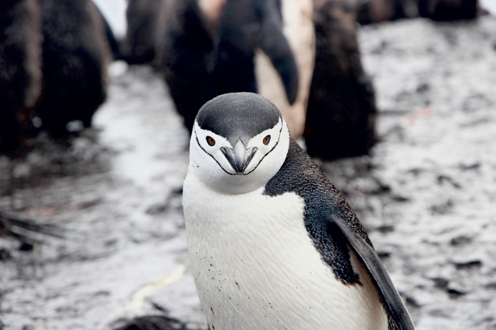 white and black penguin photo