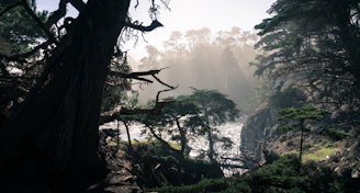 A serene Amazon rainforest landscape with sunlight filtering through dense trees.
