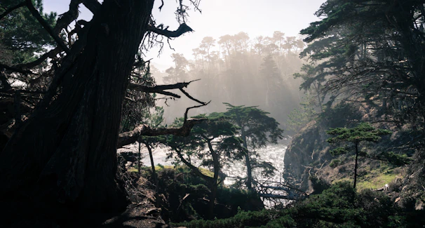 A serene Amazon rainforest landscape with sunlight filtering through dense trees.