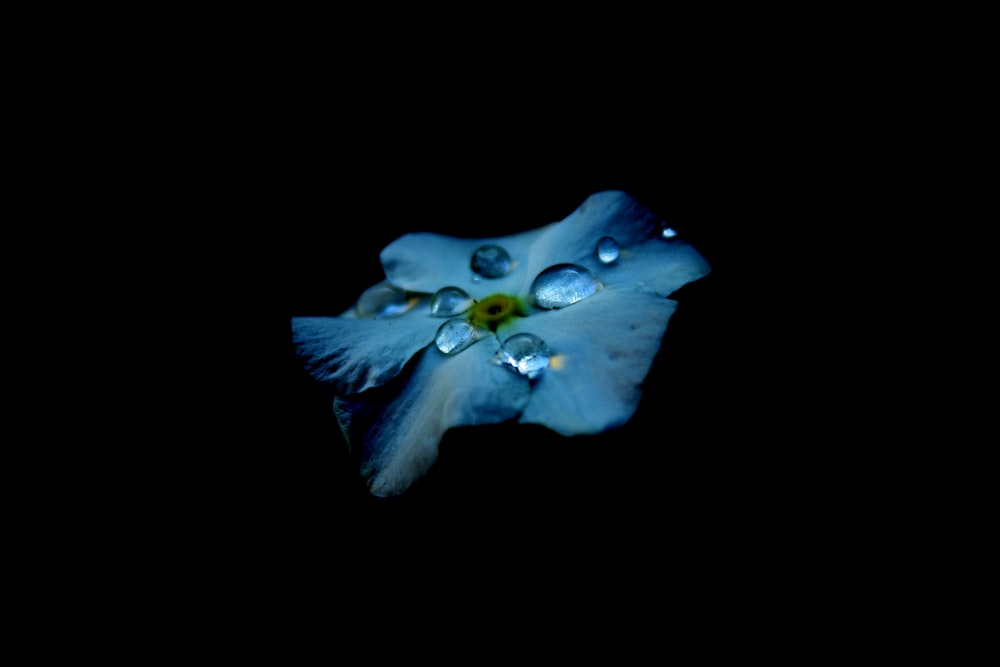 fiore blu con gocce d'acqua