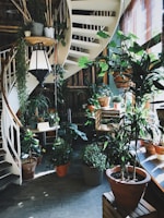 green leafed plant in pot