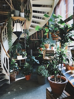 green leafed plant in pot
