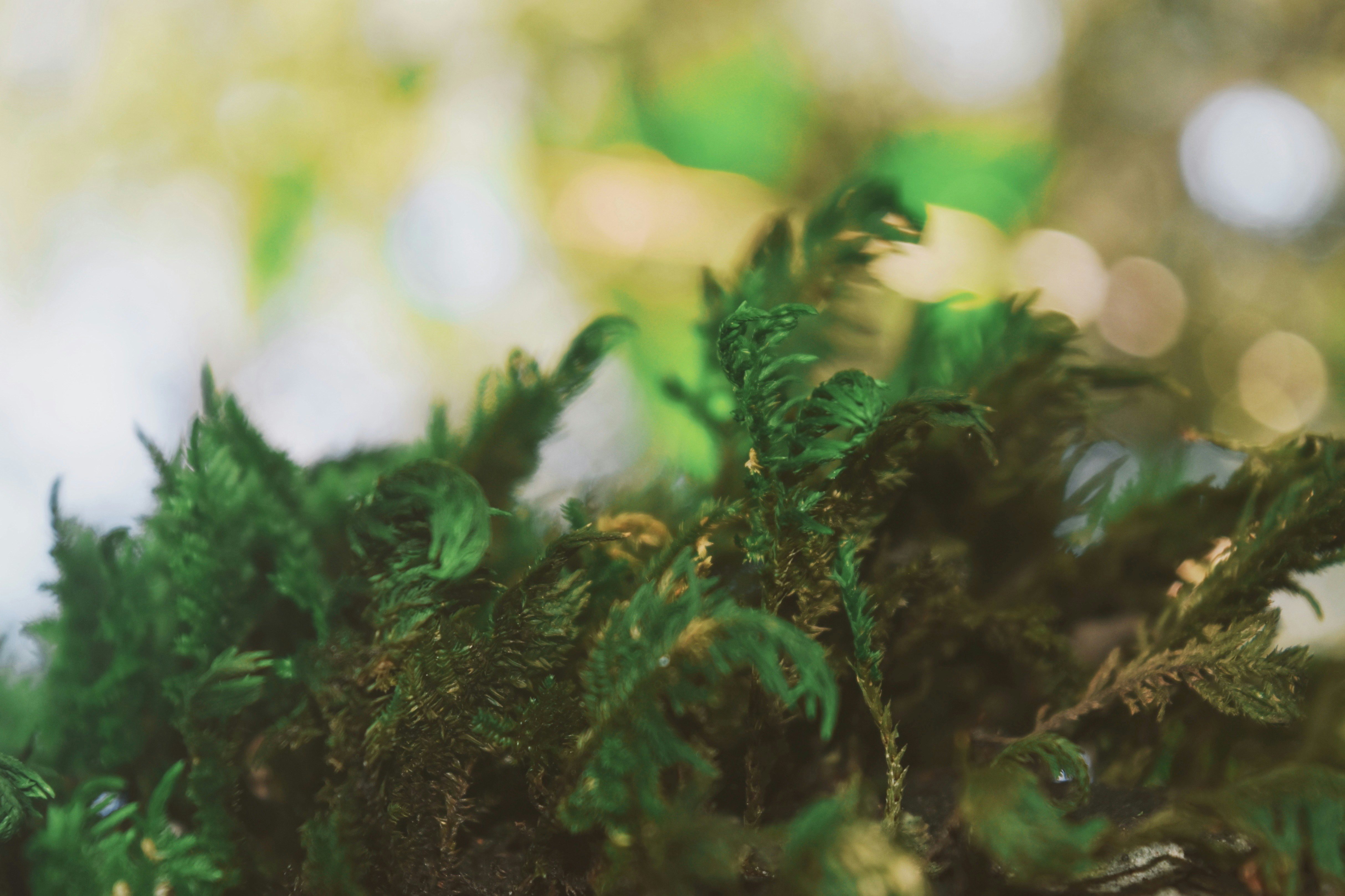 Free Unsplash photo from Connor Ripple