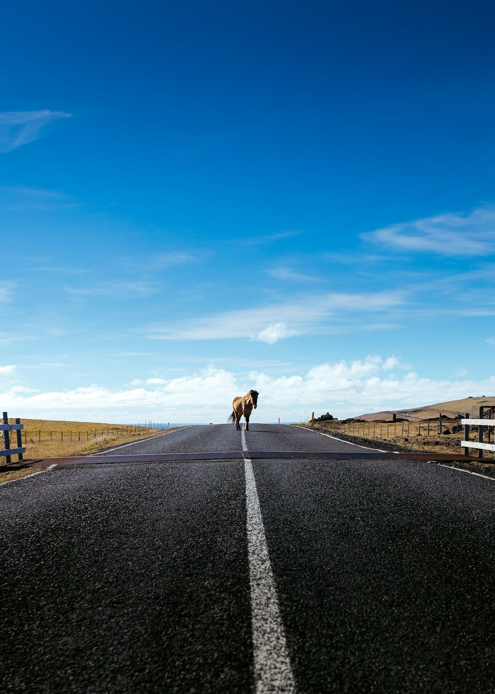 horse walking on road