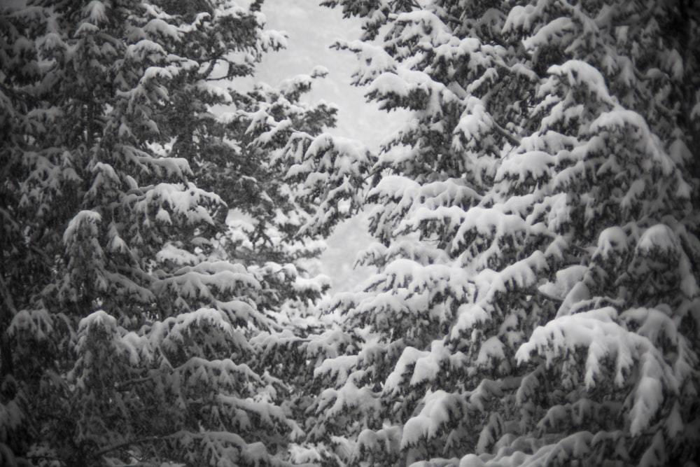 snow covered trees during daytime