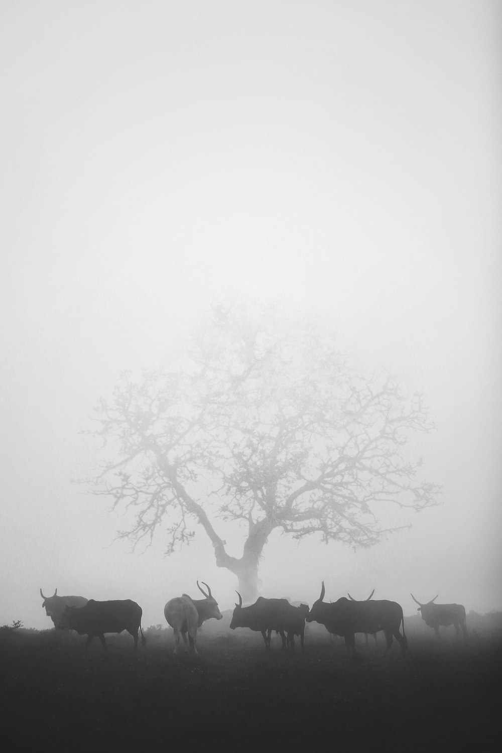 grayscale photo of trees on fog