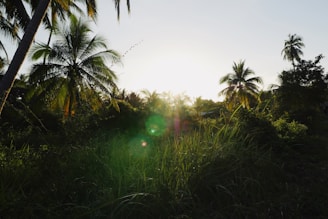 A serene tropical landscape featuring tall palm trees and lush greenery basking in the warm light of a setting or rising sun. The sky is clear with a few birds in flight, and there are subtle lens flares adding to the tranquil atmosphere.
