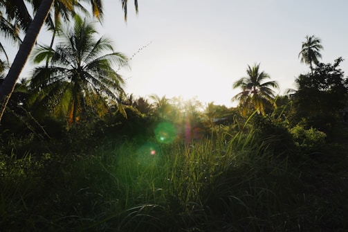 A serene tropical landscape featuring tall palm trees and lush greenery basking in the warm light of a setting or rising sun. The sky is clear with a few birds in flight, and there are subtle lens flares adding to the tranquil atmosphere.