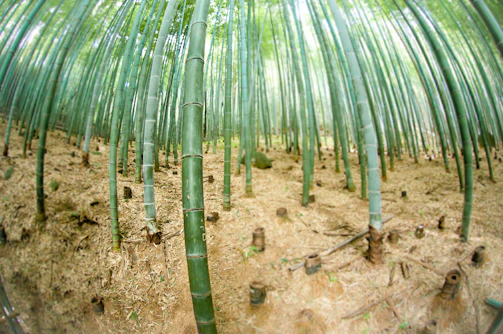 Tall bamboo stalks densely populate a forest scene, with their green trunks extending upwards and creating a canopy of leaves. The forest floor is covered with dried leaves and small bamboo stumps, giving it a textured and rustic appearance.
