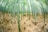 Tall bamboo stalks densely populate a forest scene, with their green trunks extending upwards and creating a canopy of leaves. The forest floor is covered with dried leaves and small bamboo stumps, giving it a textured and rustic appearance.