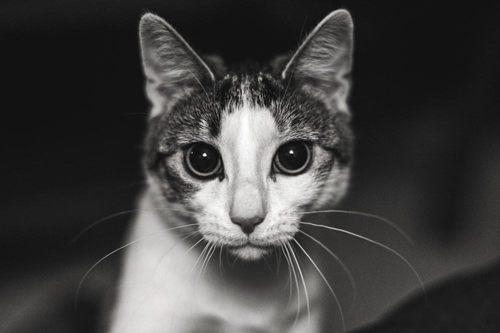 white and black tabby cat