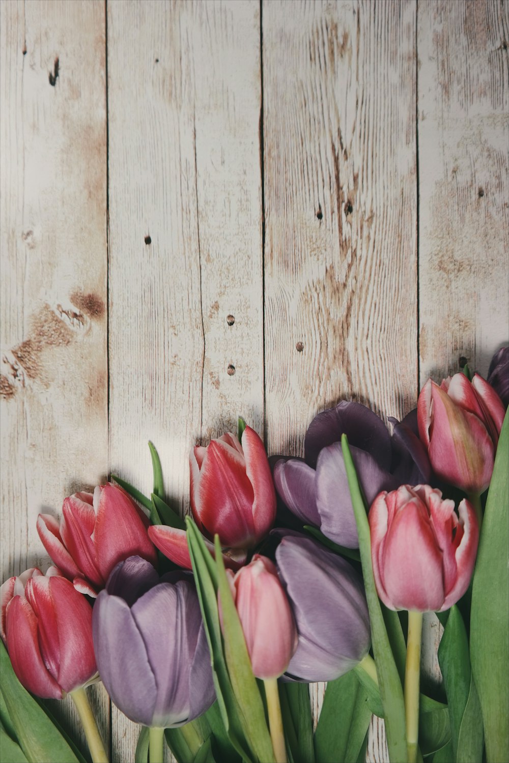 Macro shot of pink tulips on a wooden deck.