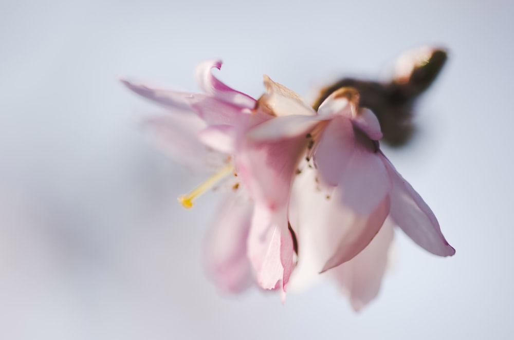 close up photography of pink petaled flower