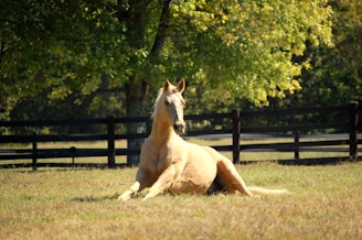 A gentle horse resting peacefully in a sunlit recovery pasture surrounded by tall Texas grass.