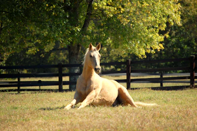 A gentle horse being carefully led from a trailer into a sunlit pasture.