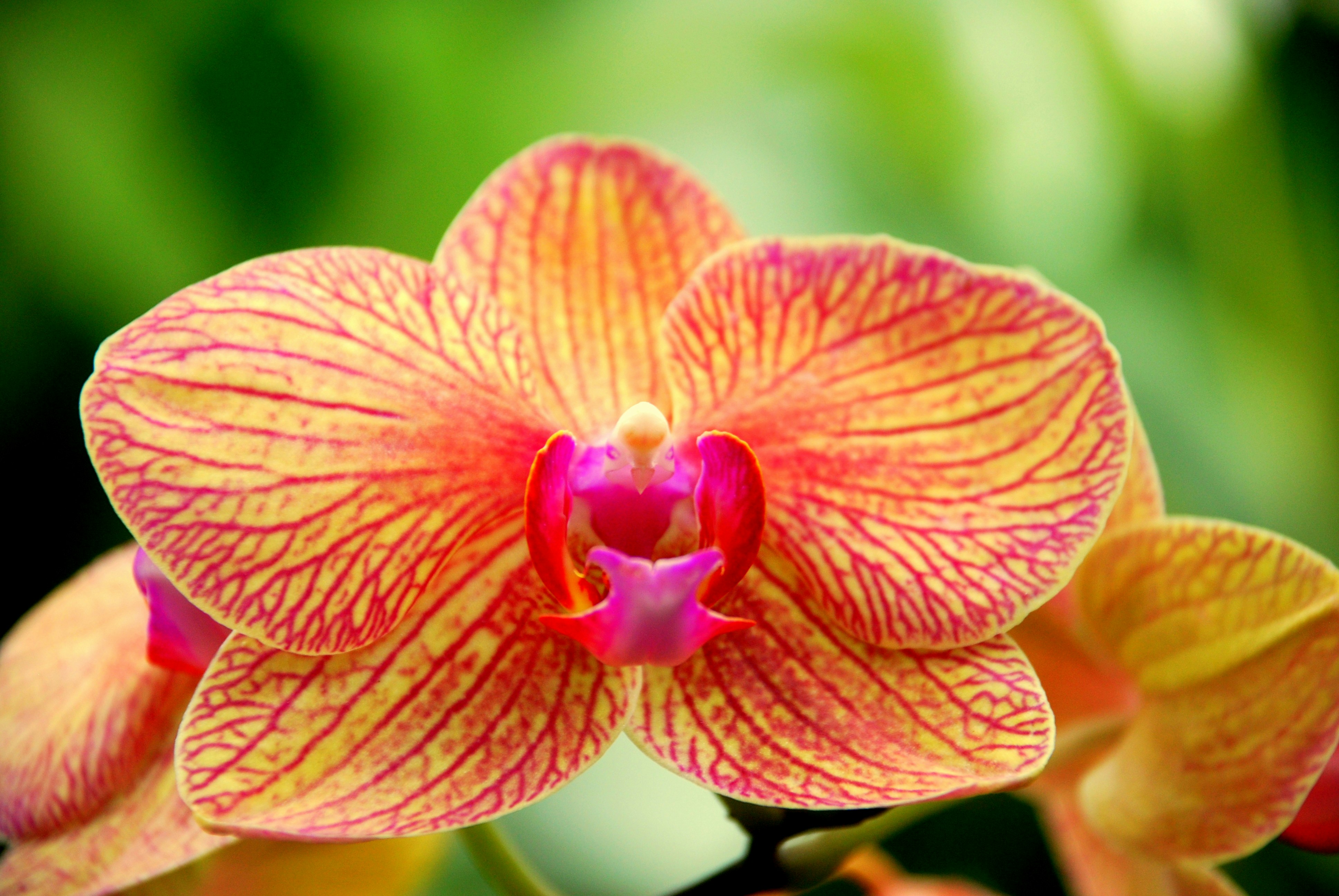 Free Unsplash photo from Kalynn Dresser