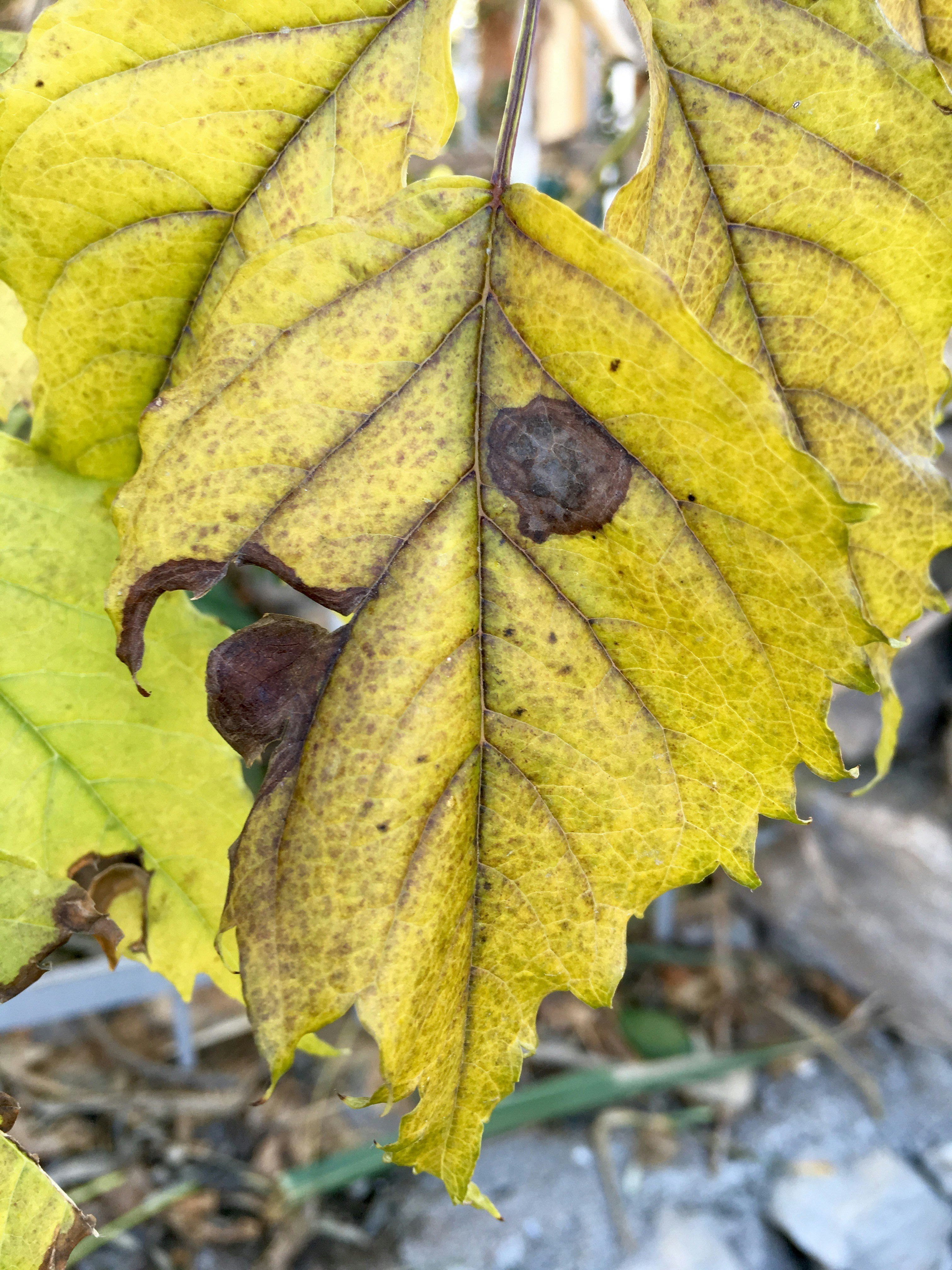 Free Unsplash photo from Melih Gönenli