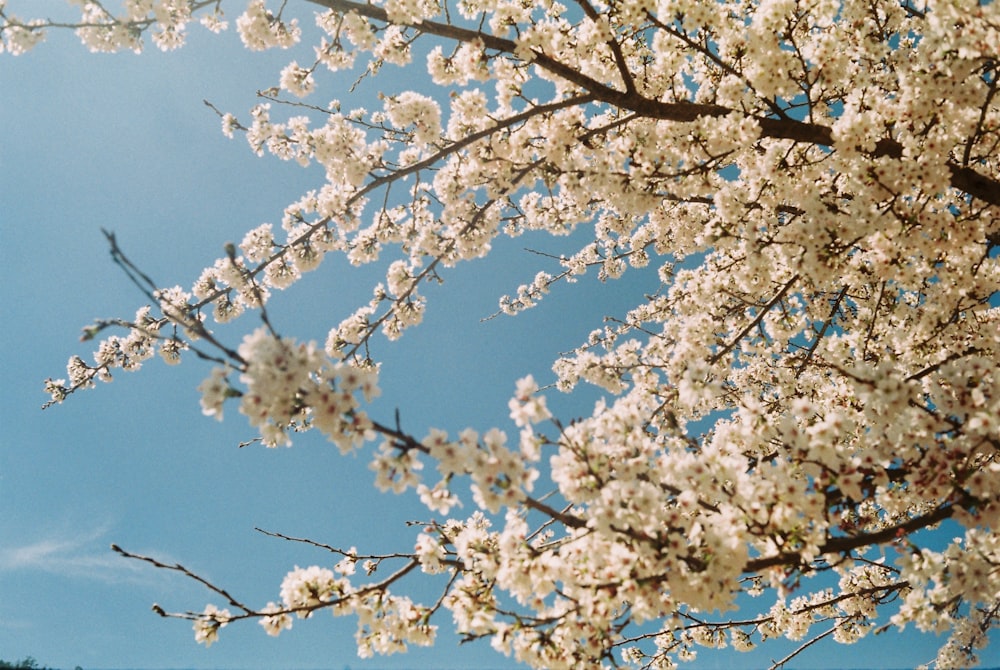 flor de cerezo bajo el cielo azul