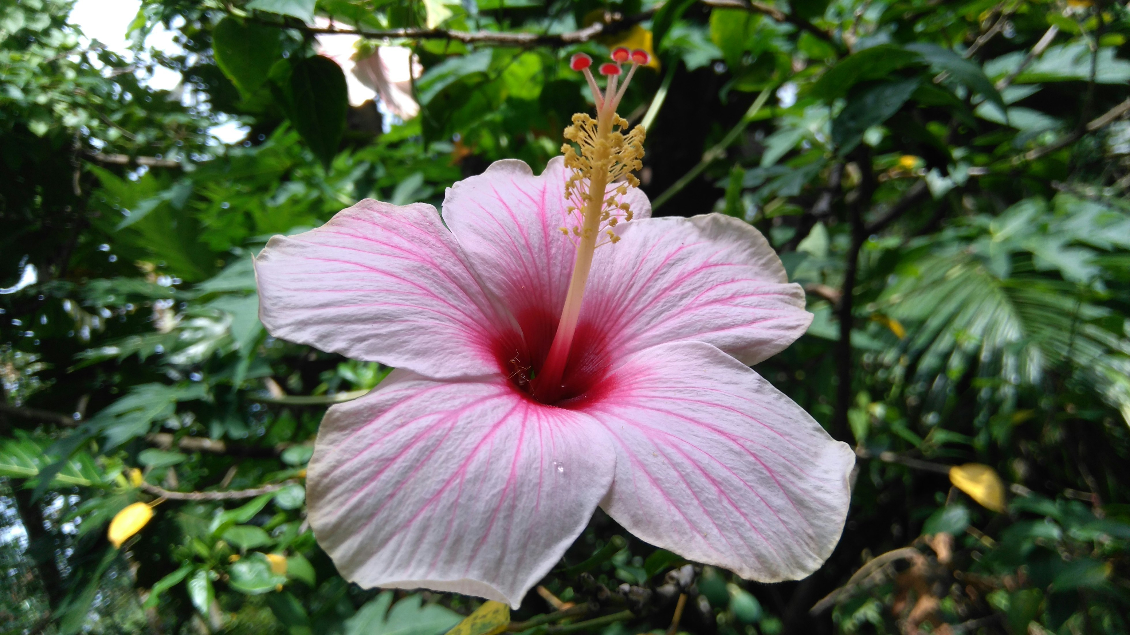 Free Unsplash photo from sarath ts