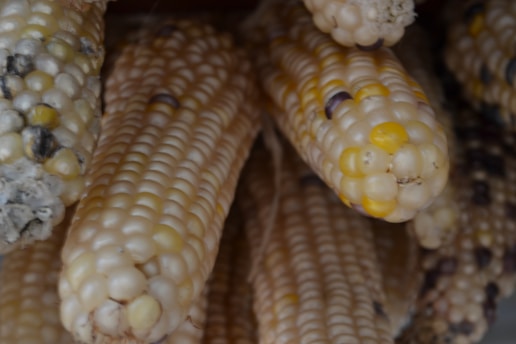 Several ears of corn with varying colors, including shades of yellow, white, and some darker kernels. The corn has a natural, slightly rough texture and appears close-up, highlighting the individual kernels.