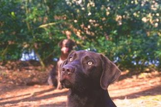 A close-up of a dark brown dog with bright eyes looks attentively towards the camera. The background features another dog sitting amidst a lush green forest, creating a peaceful and natural setting with dappled sunlight.