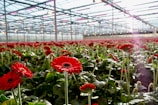 A vast greenhouse filled with rows of vibrant red flowers, most likely gerberas, with lush green leaves. The structure is made of glass panels allowing sunlight to enter, creating a bright and airy environment. The greenhouse ceiling has a gridlike metal framework supporting the glass panels.