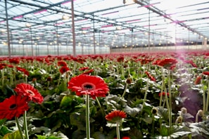 A vast greenhouse filled with rows of vibrant red flowers, most likely gerberas, with lush green leaves. The structure is made of glass panels allowing sunlight to enter, creating a bright and airy environment. The greenhouse ceiling has a gridlike metal framework supporting the glass panels.